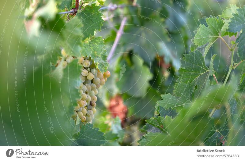 Erste Ernte von weißen und Muskateller-Trauben in Villarrobledo Weinberg Maskat erste Saison villarrobledo albacete Spanien reif Inszenierung Weinbau Ackerbau