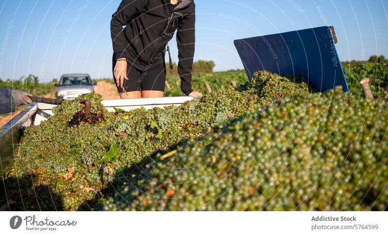 Erste Traubenlese der Saison in Villarrobledo, Spanien Ernte Arbeiter villarrobledo weiße Traube Maskat Weinberg junge Weiße Ackerbau Landwirtschaft Weinbau