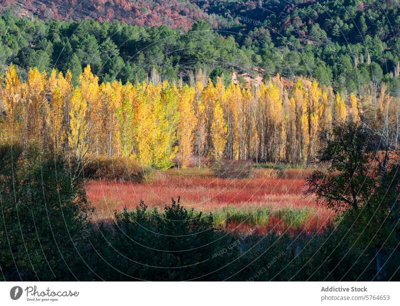Herbstliche Weidenfelder und Pappelbäume in Canamares Landschaft Bodenbearbeitung Pappeln Baum Cuenca Spanien Laubwerk saisonbedingt Farbe Natur ländlich