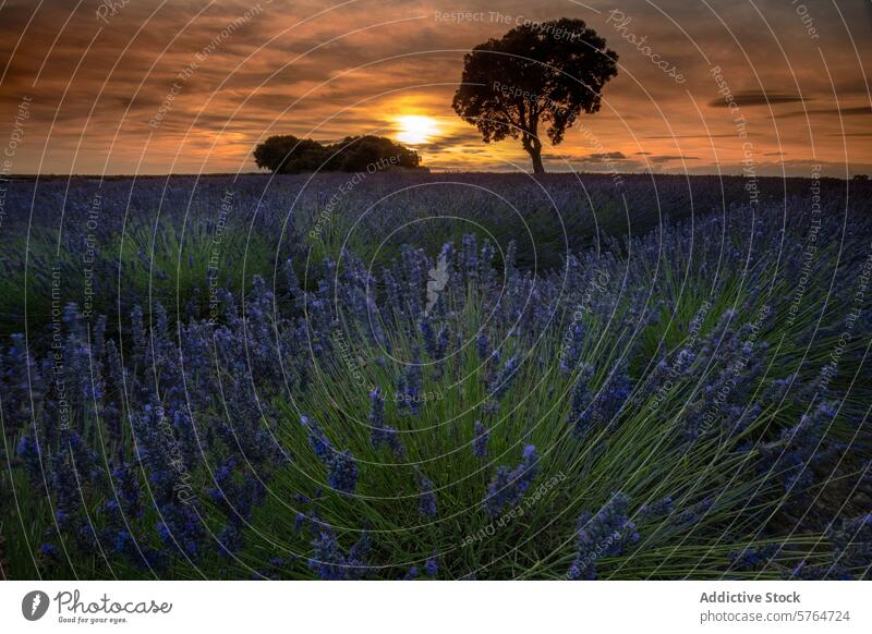 Sonnenuntergang über Lavendelfeld mit Solitärbaum Feld Baum Himmel ruhig Warmes Licht pulsierend Landschaft Einsamkeit Ackerbau Bodenbearbeitung ländlich purpur