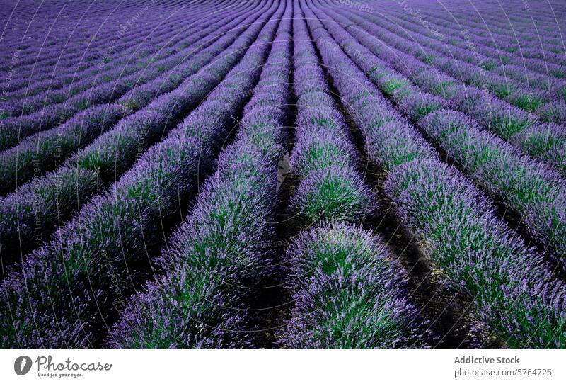 Heiteres Lavendelfeld in der Dämmerung Feld Ackerbau Gelassenheit ruhig Landschaft purpur Blütezeit Flora Bodenbearbeitung Gartenbau natürlich malerisch