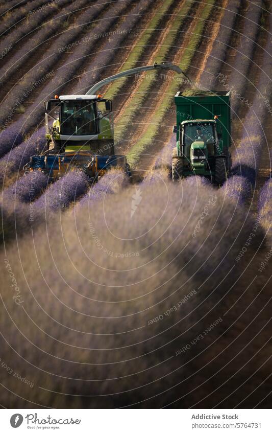 Lavendel auf dem Lande ernten Ernten Landschaft Maschine Erntemaschine Traktor Aktion Feld Ackerbau Blütezeit purpur Reihe Bauernhof Arbeit Gerät ländlich