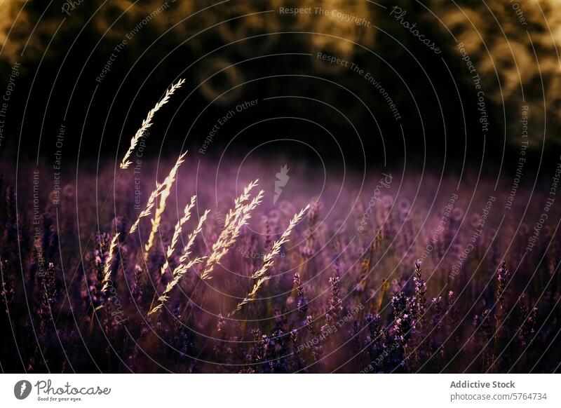 Lila Lavendelfeld in der Dämmerung beleuchtet Feld Gelassenheit purpur weiches Licht zarte Blumen Bokeh Hintergrund Windstille ruhig Flora Natur Landschaft