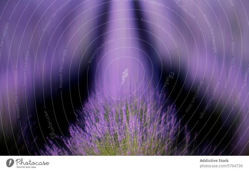 Verträumtes Lavendelfeld mit Weichzeichner-Effekt Feld abstrakt Gelassenheit traumhaft itim Landschaft purpur Blütezeit geblümt Ackerbau kultivieren Bauernhof