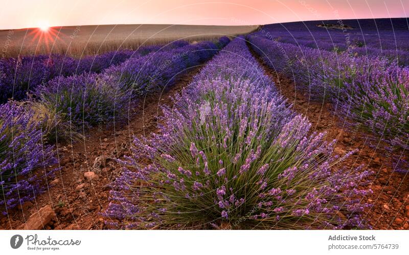 Gelassene Lavendelfelder bei Sonnenuntergang Feld purpur Blütezeit kultivieren Ackerbau Flora Gelassenheit golden glühen Landschaft ländlich pastoral malerisch