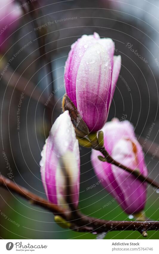Leuchtend rosafarbene Magnolienknospen glitzern mit Regentropfen an einem nebligen Tag und zeigen die Schönheit des Frühlings. Generative KI Blütenknospen Blume