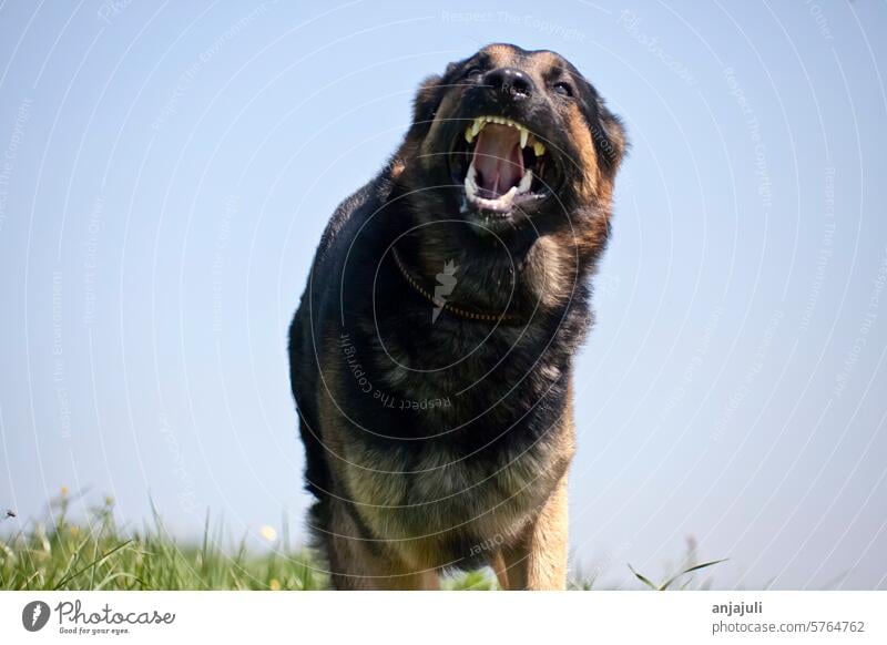 Deutscher Schäferhund greift an. Agressiver Hund rennt frontal Hunde beißen hundebiss Aggression Gefühle gefährlich Zähne Maul bellen Leine Erziehung beißend