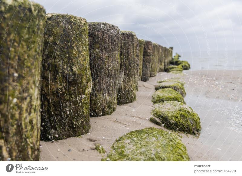 Doppelreihe von vermoosten Buhnen an der Ostsee auf Usedom buhnen ostsee moss vermosst reihen küstenschutz parallel auseinaderdriften auseinader weichen