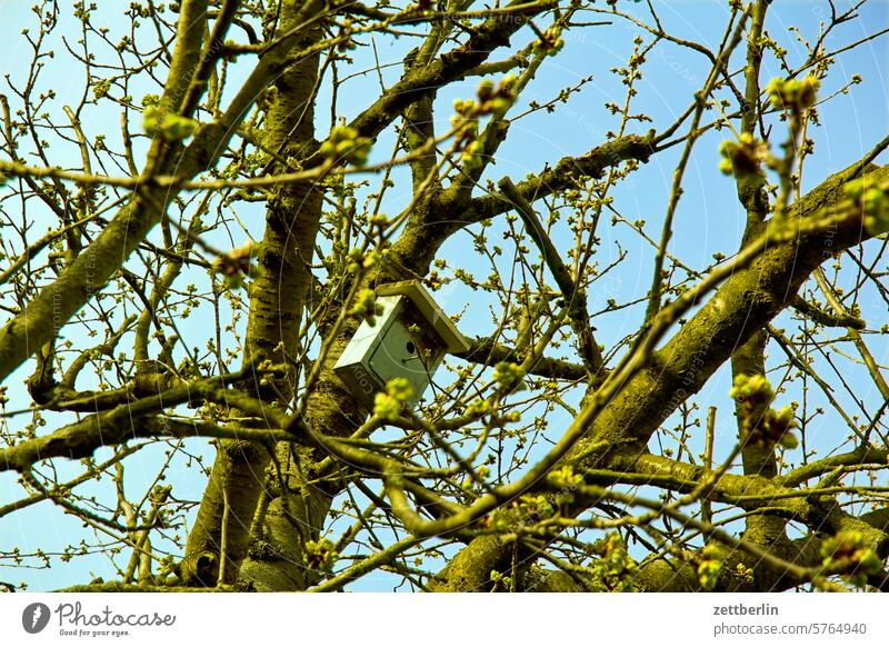 Vogelhaus im Kirschbaum ast blühen blüte erholung erwachen ferien frühjahr frühling frühlingserwachen garten hecke himmel kleingarten kleingartenkolonie knospe