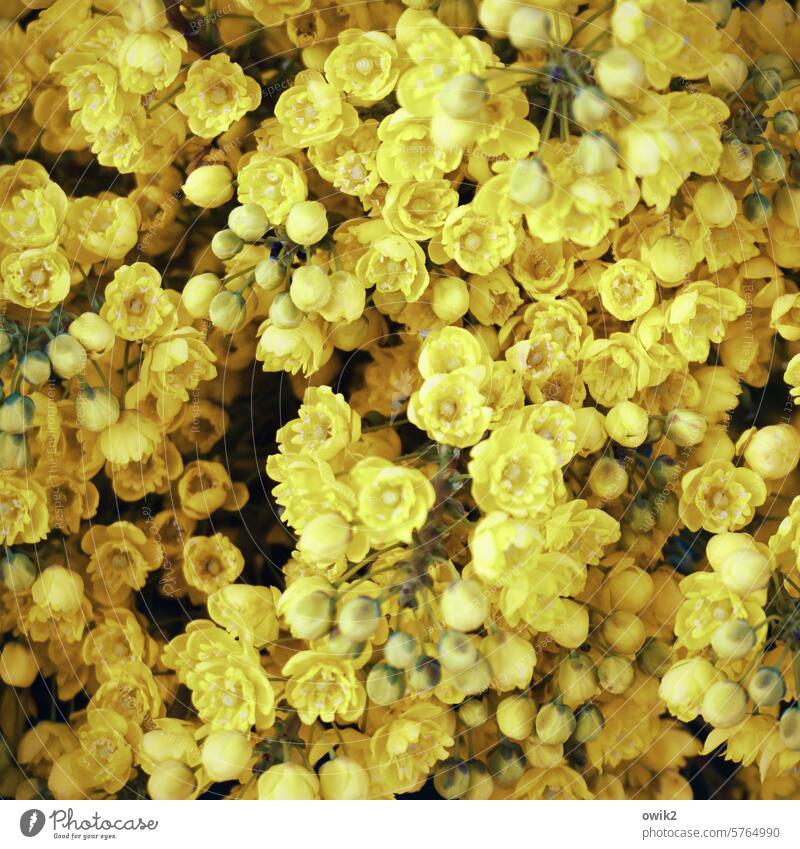 Ilexblüten Stechpalme Farbfoto Außenaufnahme Blüten gelb viele Menge Masse blühend Frühling klein zart filigran Frühlingsgefühle Wachstum