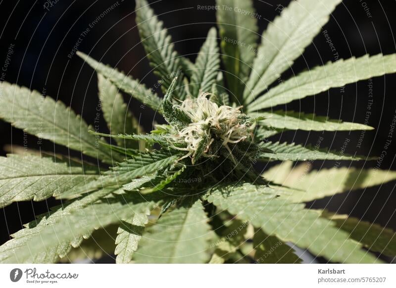 Die Cannabisblüte und die Legalisierung in Deutschland Cannabispflanze Cannabisblatt Hanf Pflanze grün Rauschmittel Farbfoto Blatt Alternativmedizin Medikament