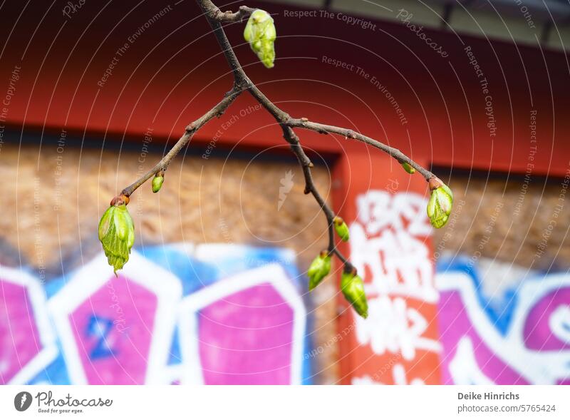 Nahaufnahme grüne Baumknospe vor Gebäudewand mit Graffiti Knospe Frühling Sprießen Grün urbane Natur Details wachsen blühen zweig Neuanfang Korkenzieher
