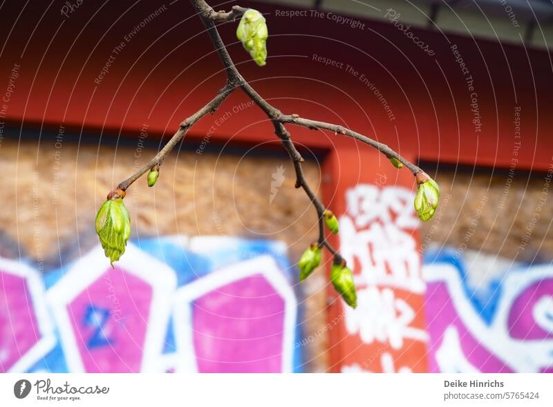 Nahaufnahme grüne Baumknospe vor Graffiti verzierter Gebäudewand Knospe Frühling Sprießen Grün urbane Natur Details wachsen blühen zweig Neuanfang Korkenzieher