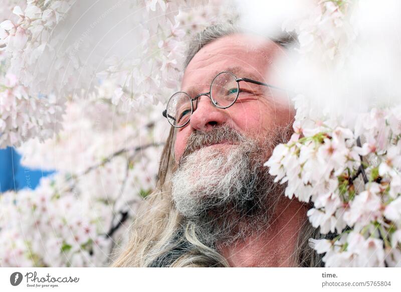 Künstler & Kirsche Mann Bart Vollbart glücklich Kirschblüte Brille grauhaarig langhaarig schauen Profil Baum Blütenmeer blütenpracht Kirschblüten Kirschbaum