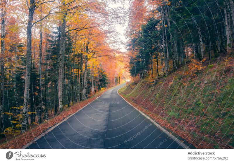Eine leere Straße schlängelt sich sanft durch die leuchtenden Herbstfarben der Selva de Irati und lädt Reisende dazu ein, die Naturwunder Navarras zu erkunden.