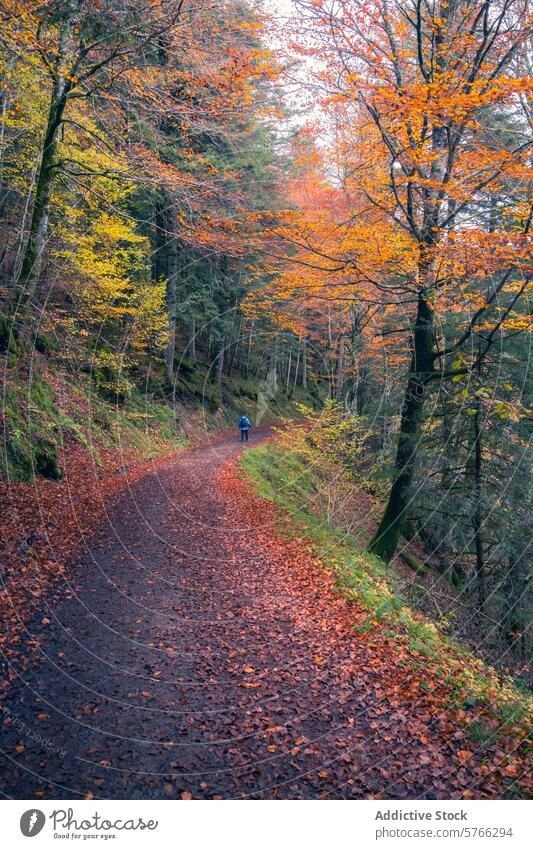 Ein einsamer Wanderer wird von der goldenen Atmosphäre der herbstlichen Schönheit des Waldes von Irati umhüllt, entlang eines ruhigen Weges im Herzen der natürlichen Pracht Navarras