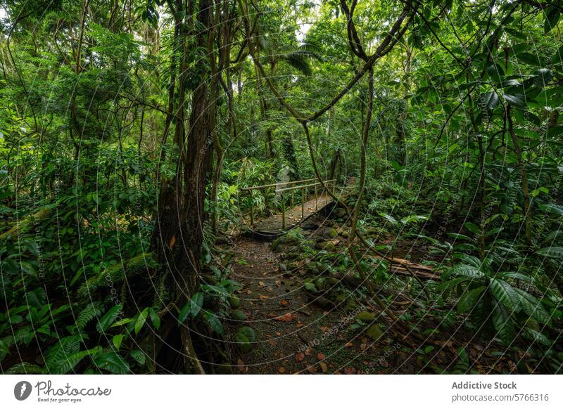 Üppiger Regenwaldpfad mit Holzbrücke in Costa Rica hölzern Brücke Weg tropisch Grün üppig (Wuchs) Laubwerk strömen dicht unverdorben natürlich Umwelt ruhig Steg