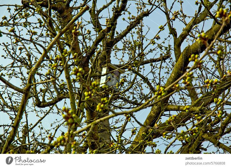 Vogelhaus im Kirschbaum ast blühen blüte erholung erwachen ferien frühjahr frühling frühlingserwachen garten himmel kleingarten kleingartenkolonie knospe