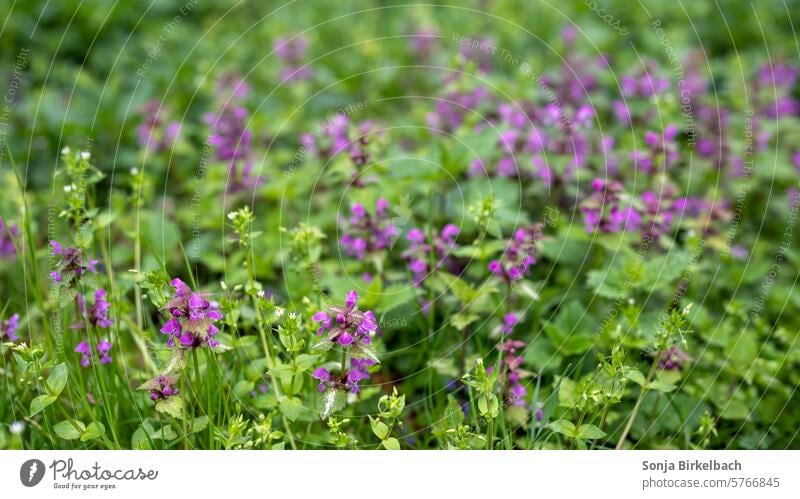 Lila Nesseln in der Wiese Taubnessel lila Blüte Natur Blume Pflanze violett Nahaufnahme Frühling grün Blühend Garten natürlich Sommer Kräuter Wildkräuter