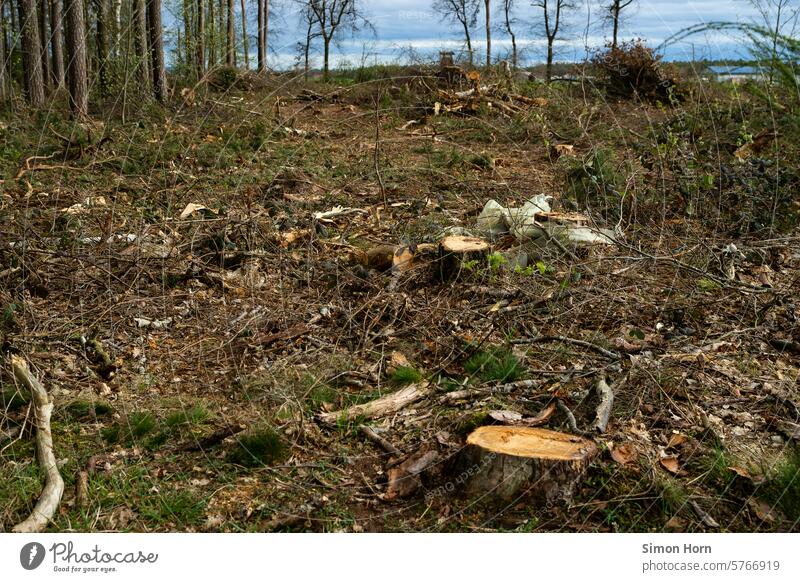 Waldfläche nach der Rodung, karge Landschaft Waldrodung fällen Forstwirtschaft Umwelt Umweltzerstörung Brachland Abholzung Waldsterben Nutzholz Holz Veränderung