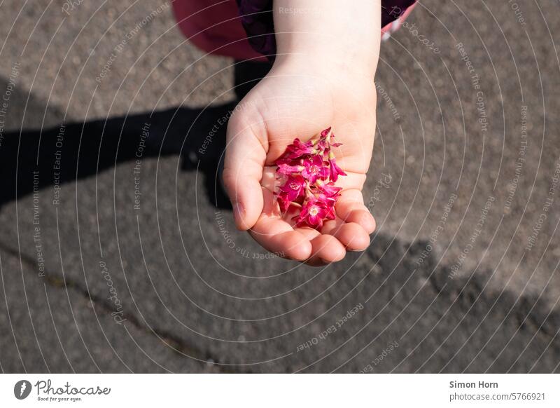 Blüten in einer Kinderhand vor einem asphaltierten Boden Hand Asphalt Geschenk Lichtblick Liebe Zuwendung sammeln präsentieren Stolz stolz sein Glück Blumen