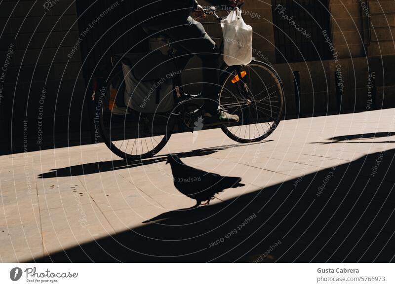 Auf verschiedenen Straßen. Taube Fahrrad Hintergrundbeleuchtung Schatten Großstadt urban im Freien Konzept Alltagsleben Szene Straßenfotografie Städtereise