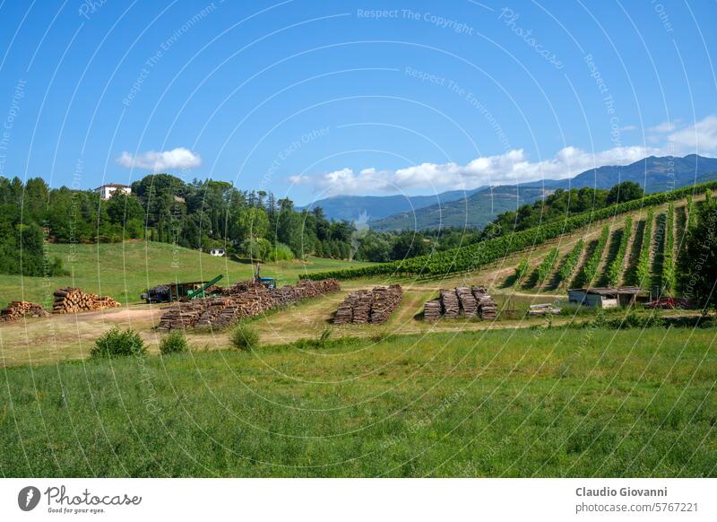 Ländliche Landschaft bei Terranuova Bracciolini Toskana Arezzo Europa Italien Juli Ackerbau Farbe Tag Feld grün Hügel Natur Fotografie Pflanze ländlich Sommer