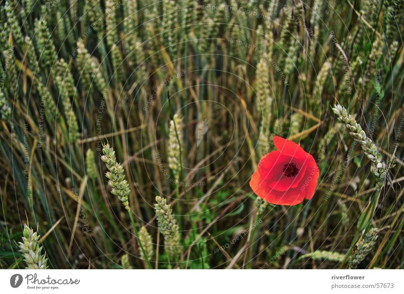 Farbtupfer Mohn Kornfeld Sommer Stimmung rot Blume Feld Einsamkeit Blüte Natur Landschaft