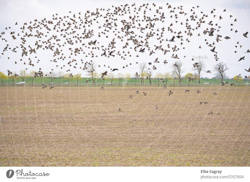 Vogelschwarm auf einem Feld - Strasse im Hintergrund fliegen Schwarm Himmel Vögel Freiheit Vogelflug Natur Außenaufnahme Zugvögel Luft Bewegung