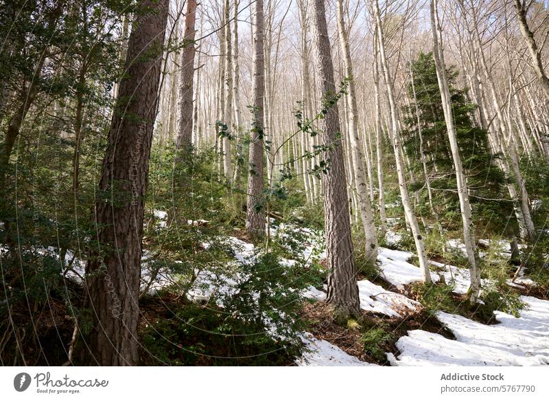 Verschneites Waldgebiet in den aragonesischen Pyrenäen, Spanien Schnee Baum Aragonische Pyrenäen Natur Winter im Freien Landschaft ruhig Holz Kiefer Birke