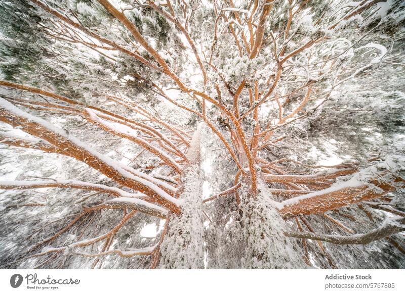 Verschneite Umarmung einer Aleppo-Kiefer im Guadarrama-Park Schnee Zirbelkiefer guadarrama Nationalpark Winter Landschaft Baum Wald Natur itim Niederlassungen