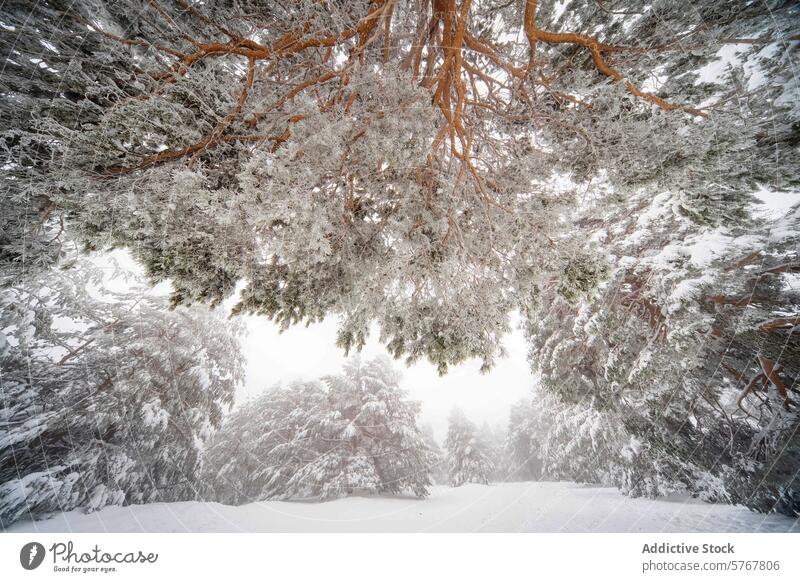 Schneebedeckte Aleppo-Kiefern im Nationalpark Guadarrama Zirbelkiefer Frost Ast Schutzdach Winter Landschaft guadarrama itim natürlich Gelassenheit Baum weiß