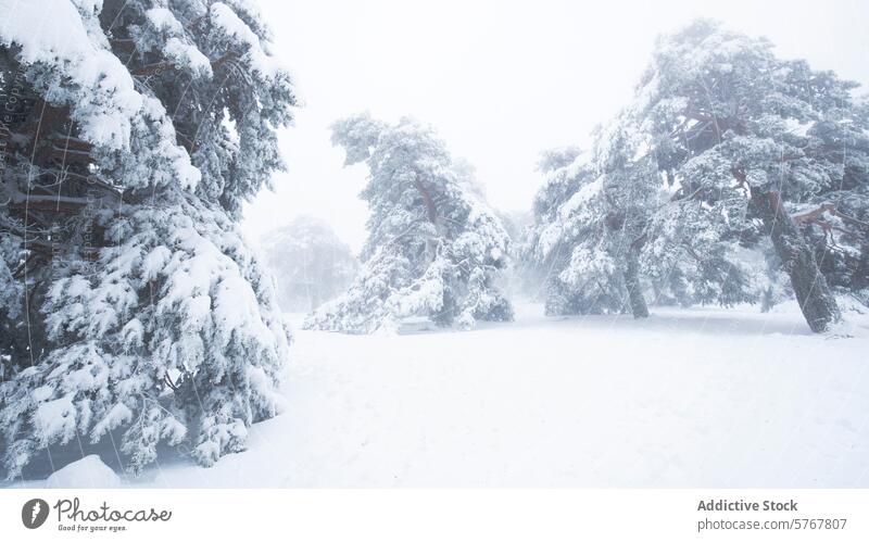 Schneebedeckte Aleppo-Kiefern im Nationalpark Guadarrama Zirbelkiefer guadarrama Winter Landschaft ruhig Decke Bäume Schneefall weiß gefroren itim Natur