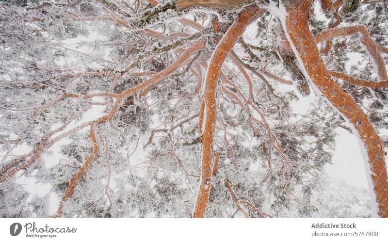 Verschneite Aleppo-Kiefern im Guadarrama-Nationalpark Schnee Zirbelkiefer guadarrama Winter Baum Ast Nahaufnahme intime Landschaft Natur kalt Wald Vegetation