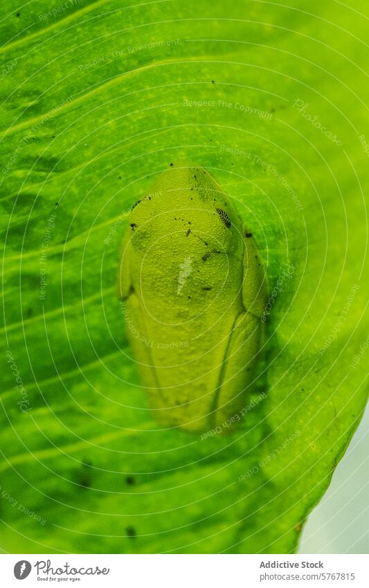Getarnter grüner Frosch, der auf einem Blatt in Costa Rica ruht Tarnung Natur Tierwelt aussruhen pflanzlich Wildnis Vermengung natürlich verborgen Umwelt