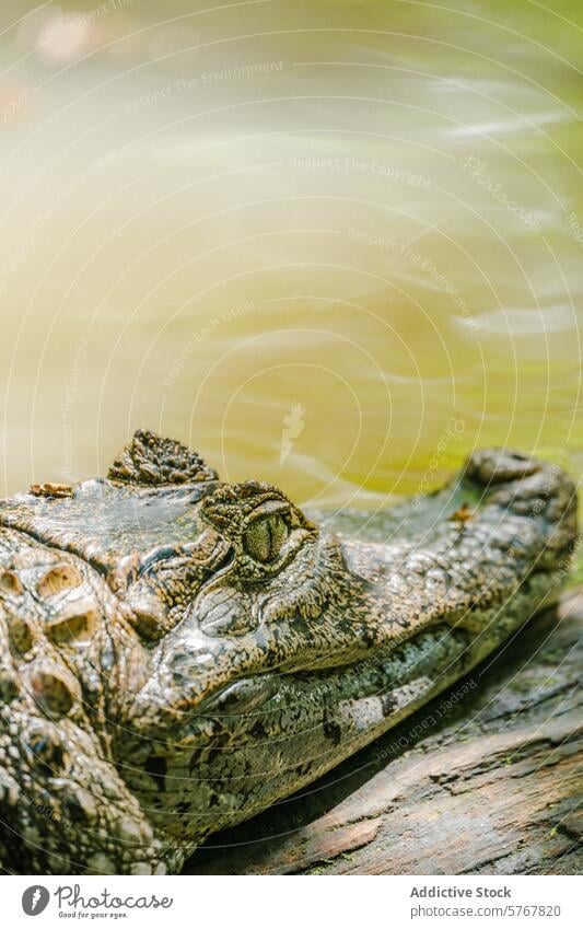 Nahaufnahme eines Brillenkaimans in costaricanischen Gewässern Costa Rica Kaiman Reptil Wasser Tarnung Textur Haut Auge natürlicher Lebensraum Tierwelt Fauna