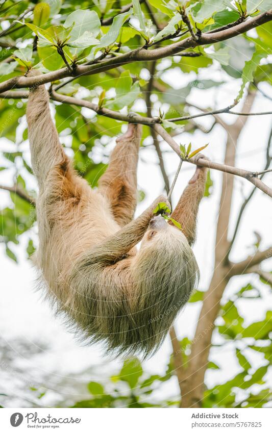 Faultier hängt an einem Ast in Costa Rica Baum hängen auf den Kopf gestellt Laubwerk Gelassenheit Mahlzeit Tierwelt Säugetier Natur tropisch Mittelamerika grün