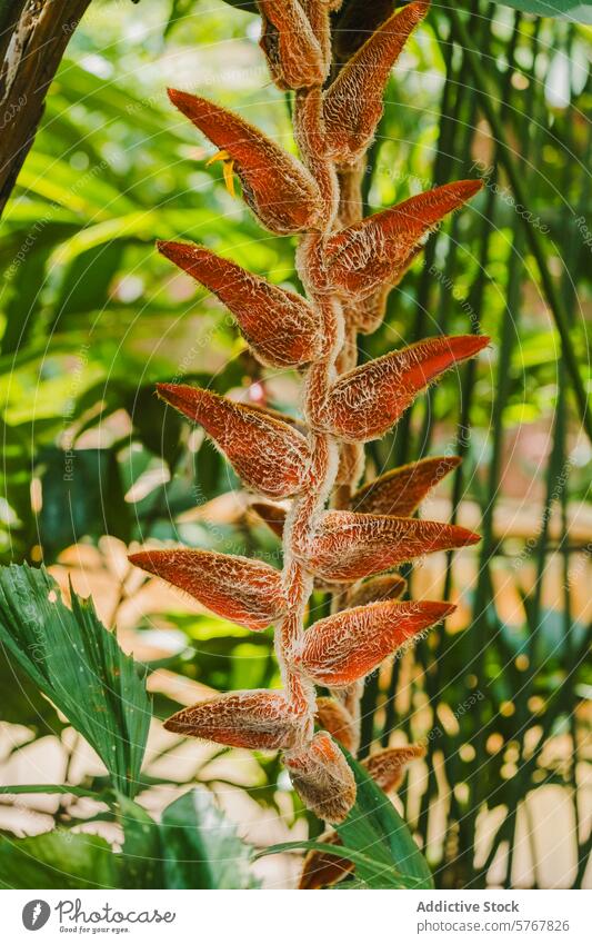 Exotische Heliconia-Pflanze im costaricanischen Dschungel Helikonie Costa Rica tropisch unscharf Hochblätter exotisch Flora Nahaufnahme Grün pulsierend