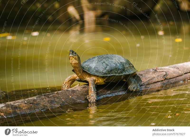 Schwarze Flussschildkröte, die auf einem Baumstamm in Costa Rica ruht Zentralamerikanische Flussschildkröte Dermatemys mawii Schildkröte sonnend Totholz Wasser