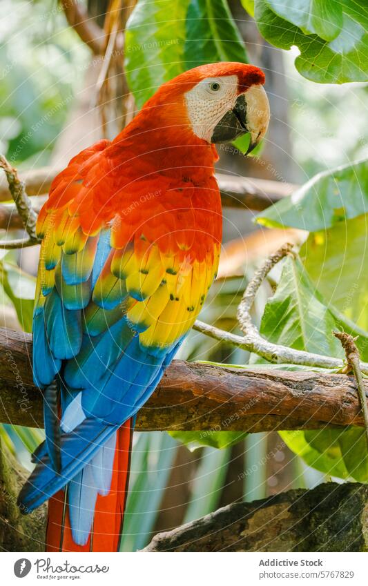 Lebendiger Scharlachara im costaricanischen Dschungel Arakanga ara macao Costa Rica Vogel Regenwald Barsch Ast Tierwelt exotisch tropisch pulsierend rot gelb