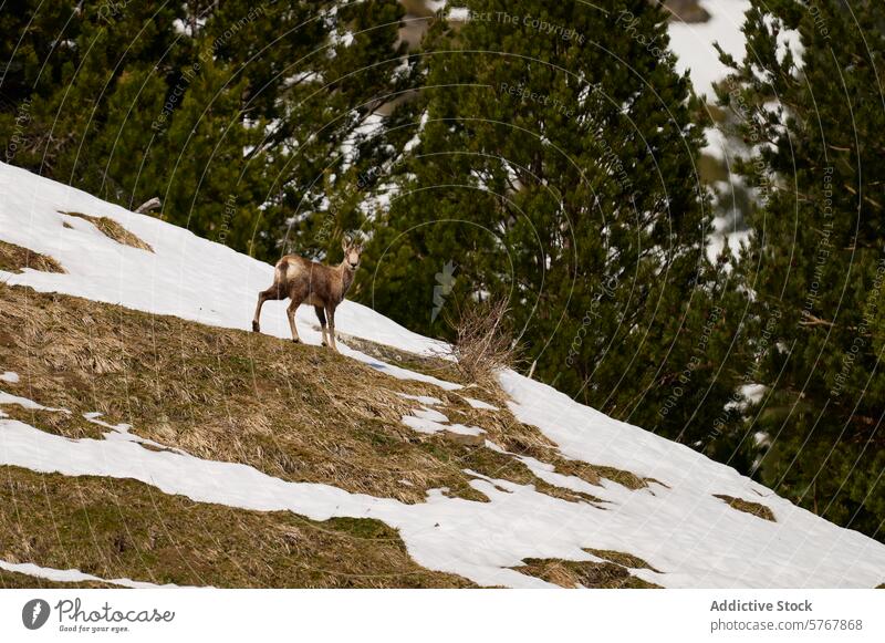 Bergziege steht am verschneiten Hang im Ordesa-Nationalpark Tierwelt Berghang Odese torla Huesca Spanien Pyrenäen Kiefern Natur Erhaltung Säugetier Lebensraum
