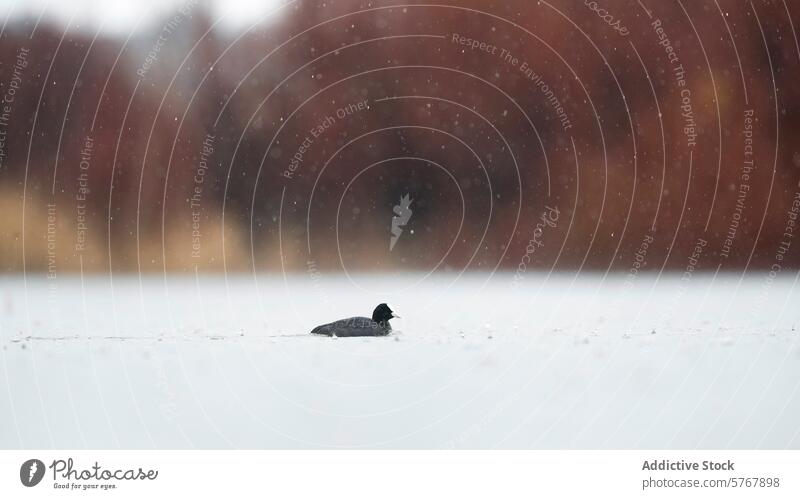 Blässhuhn in verschneiter Szene auf friedlichem See Vogel Wasservogel Schnee Schneefall Winter Natur Tierwelt kalt Isolation ruhig Gelassenheit Windstille