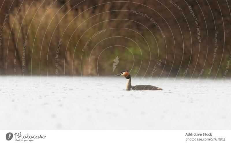 Einsamer Haubentaucher in ruhigem Gewässer Vogel Wasser schwimmen Nebel einsiedlerisch Tierwelt Natur Schilfrohr Hintergrund verschwommen See Teich