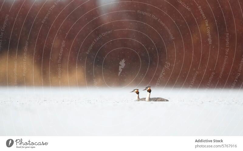 Paar Haubentaucher in einer verschneiten Landschaft Vogel Tierwelt Natur Schnee Winter See Wasser Gelassenheit Windstille friedlich Zusammensein kalt weiß ruhig