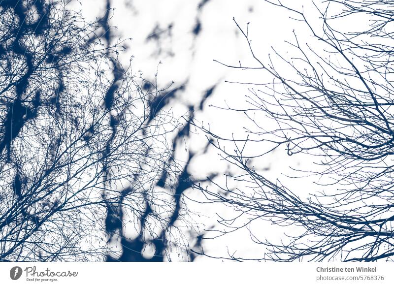 Blick in kahle Zweige und Äste gegen den hellen Himmel verzweigt Herbst Winter Verästelungen kahler Baum Scherenschnitt Äste und Zweige Umwelt Natur Tag