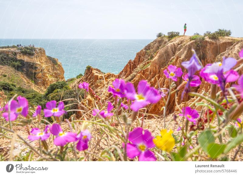 Steilküste und Natur, Praia da Marinha, Algarve, Portugal benagil Lagune atlantisch Strand Klippe Küste Ausflugsziel Feiertag Reise Wahrzeichen Landschaft Meer