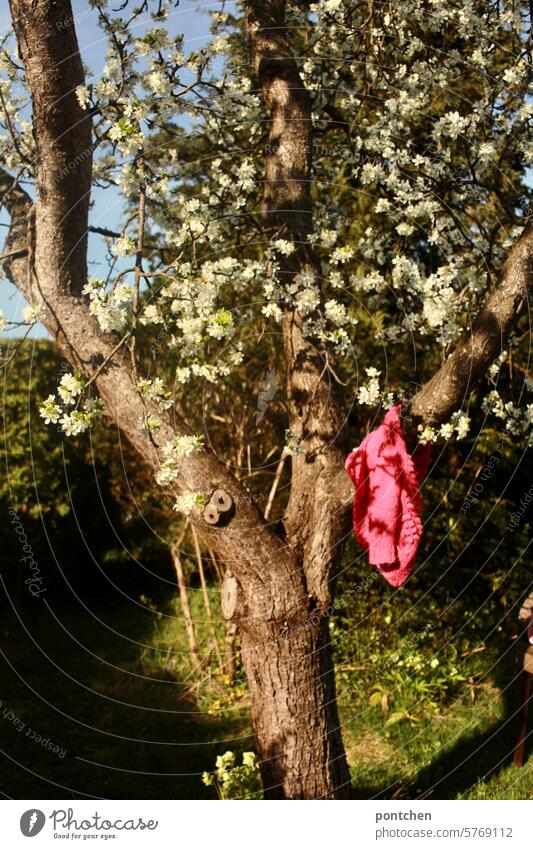 eine pinke strickjacke hängt an einem blühenden zwetschgenbaum. frühling obstbaum farbkontrast Blüte schön Außenaufnahme Natur Pflanze weiß bekleidung