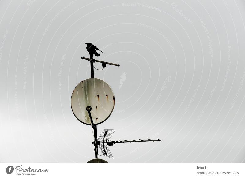 Krähe im Wind sitzen Vogel Tag Himmel grau Winter Schüssel Antenne Rabenvogel windig Tier