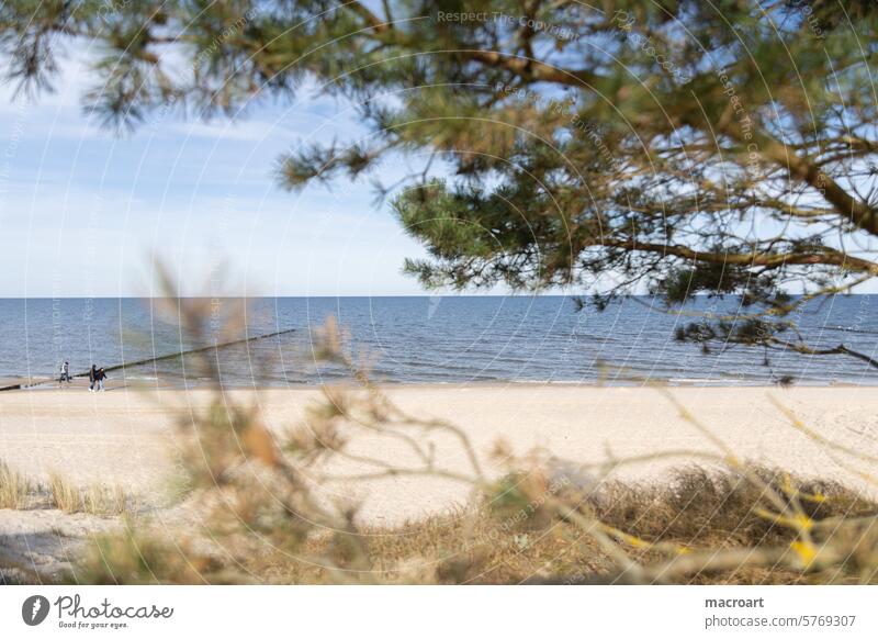 Ostseestrand -hinter den Dünen am Tag im Frühling bei Sonne Strand ostseestrand koserow ruhe ruhig sturm stürmisch sandstrand küstenschutz weitwinkel himmel tag