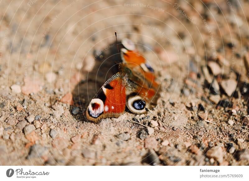 Pfauenauge auf dem Weg Schmetterling Frühling Frühlingsgefühle wege Kiesel Kiesweg spaziergang Detailaufnahme Insekt schoen Auge Farben wunder Wunderbar